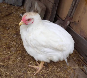 Collection image for: SOINS DE SANTÉ 🐔