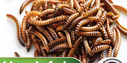 Maska Select, Vers de farines séchés 150 g