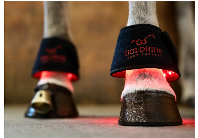 Goldride - Bell Boots Model 80-WL (Sans fil) - Paire