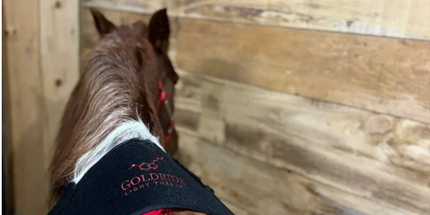 Goldride  Pad Model 120-WL (Wireless) - Horse
