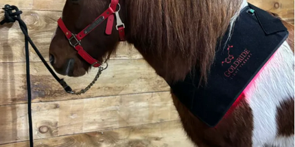 Goldride  Pad Model 120-WL (Wireless) - Horse