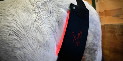Goldride  Pad Model 160-WL (Wireless) - Horse