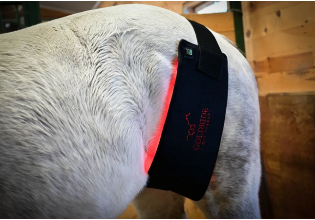 Goldride  Pad Model 160-WL (Wireless) - Horse