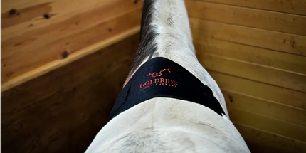 Goldride  Pad Model 160-WL (Wireless) - Horse