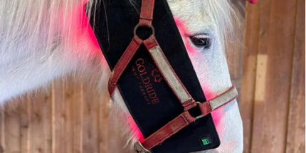 Goldride  Pad Model 160-WL (Wireless) - Horse
