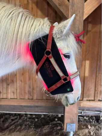 Goldride  Pad Model 160-WL (Wireless) - Horse