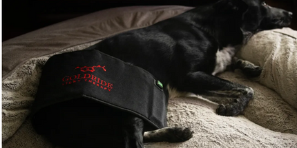 Goldride  Pad Model 160-WL (Wireless) - Dog