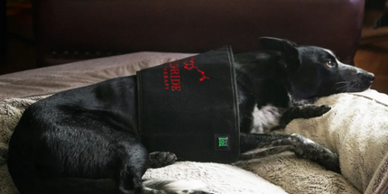 Goldride  Pad Model 160-WL (Wireless) - Dog