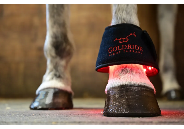 Goldride - Bell Boots Model 80-WL (Sans fil) - Unité