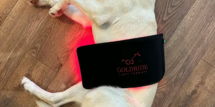 Goldride  Pad Model 120-WL (Wireless) - Dog