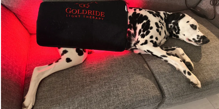 Goldride  Pad Model 270-W (Wired) - Dog
