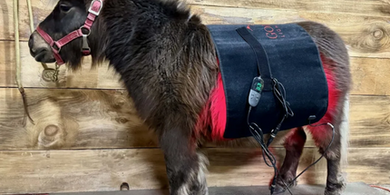 Goldride  Pad Model 720-W (Wired) - Horse