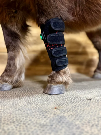 Goldride - Leg Wrap Model 40-WL (Sans fil) - Poney