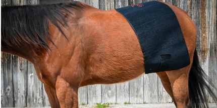 Goldride  Pad Model 1170-W (Wired) - Horse