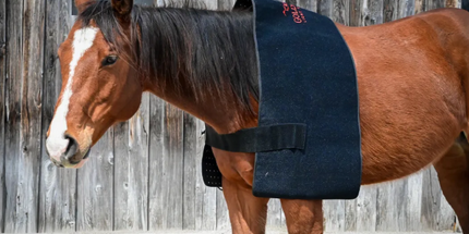 Goldride  Pad Model 1170-W (Wired) - Horse