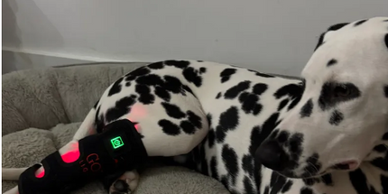 Goldride  Leg Wrap Model 40-WL (Wireless) - Dog