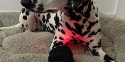 Goldride  Leg Wrap Model 40-WL (Wireless) - Dog