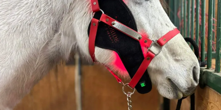 Goldride  Pad Model 64-WL (Wireless) - Poney