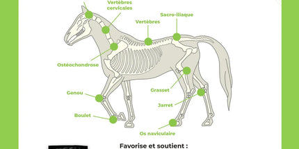 Hycoflex Santé articulaire pour chevaux - 30 sachets