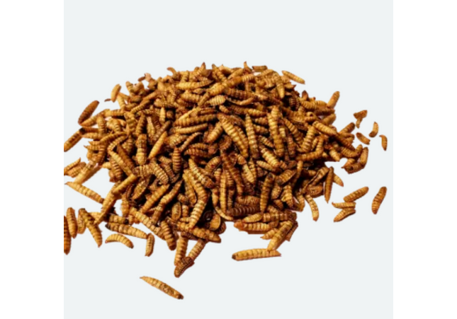 Maska Select Larves Mouche soldat noire insectes séchées 400 g