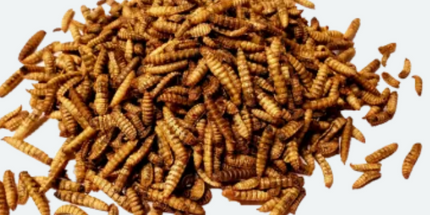 Maska Select Larves Mouche soldat noire insectes séchées 2 kg